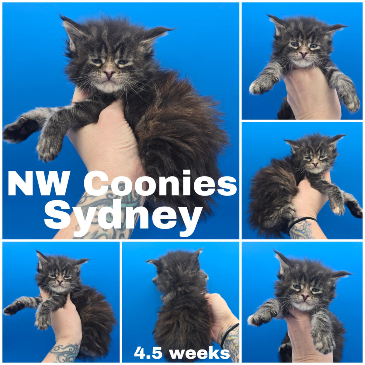 NW Coonies Sydney