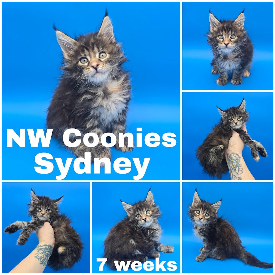 NW Coonies Sydney