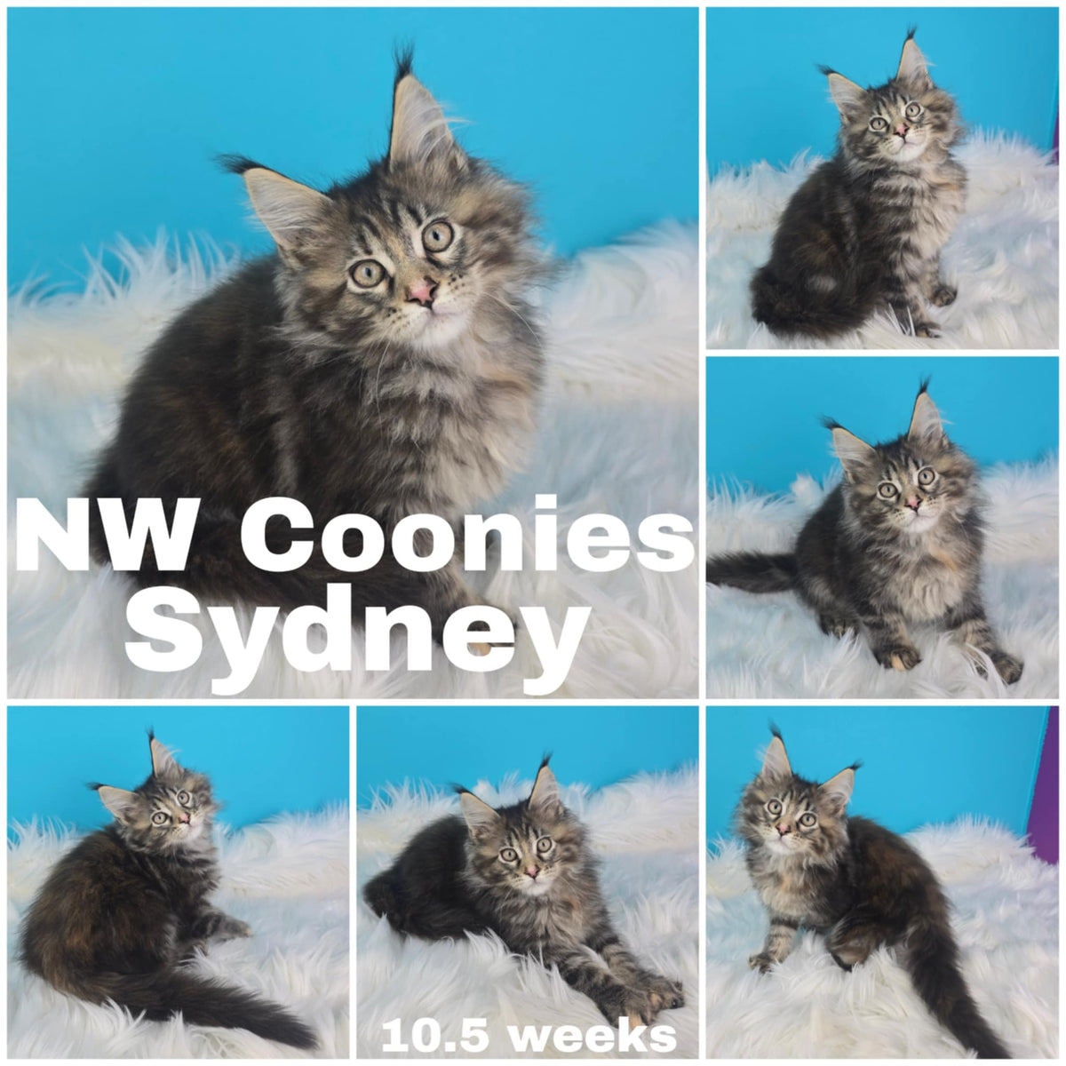 NW Coonies Sydney
