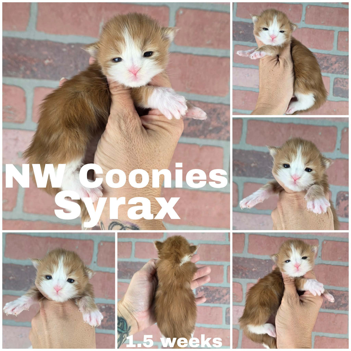 NW Coonies Syrax