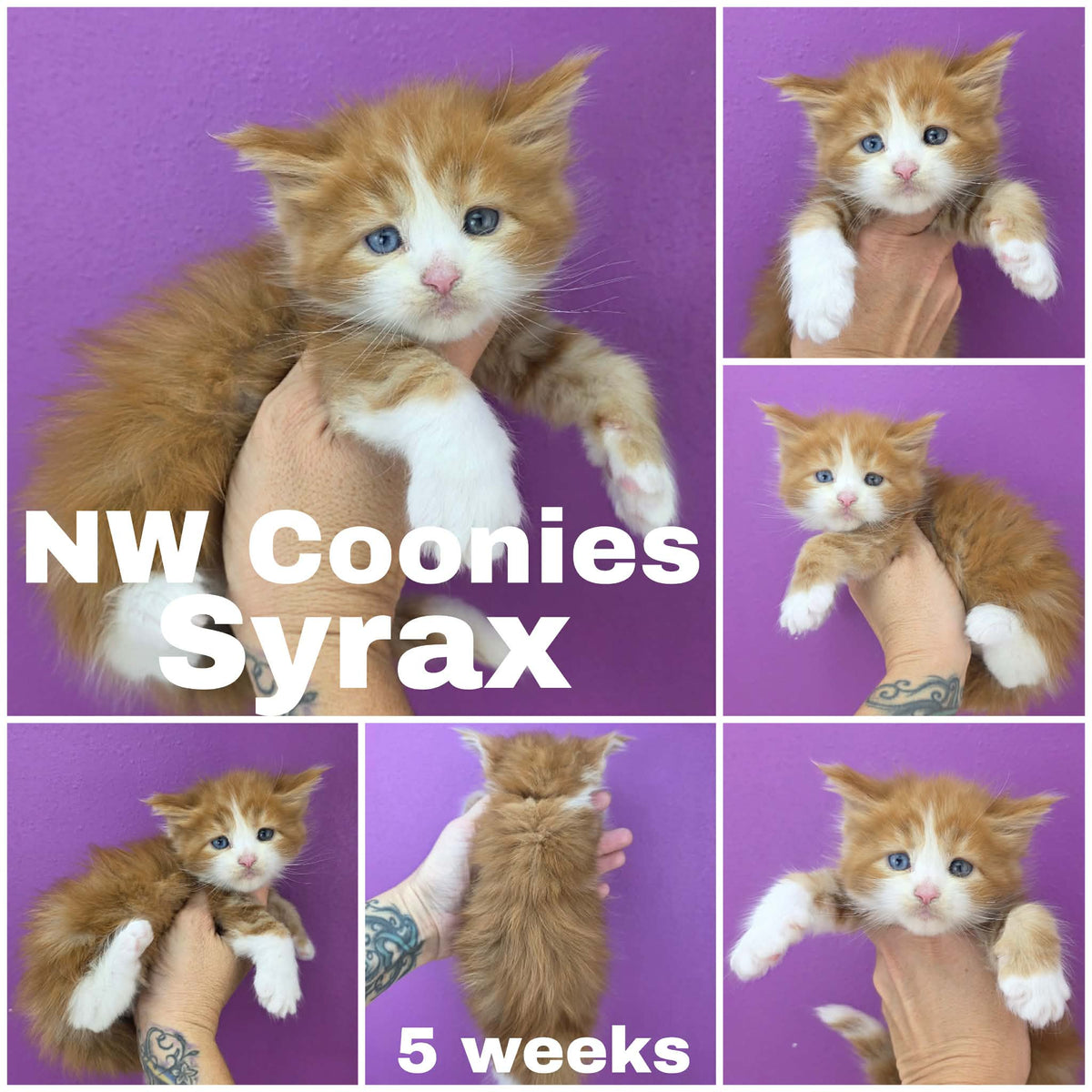 NW Coonies Syrax