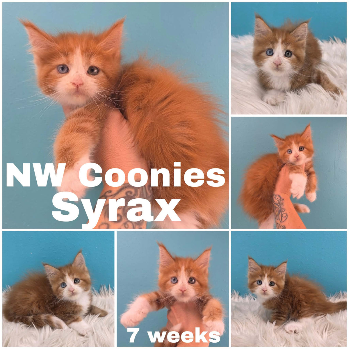 NW Coonies Syrax