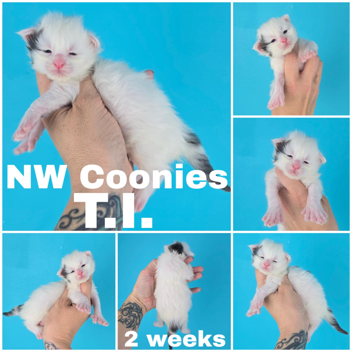 NW Coonies T.I.