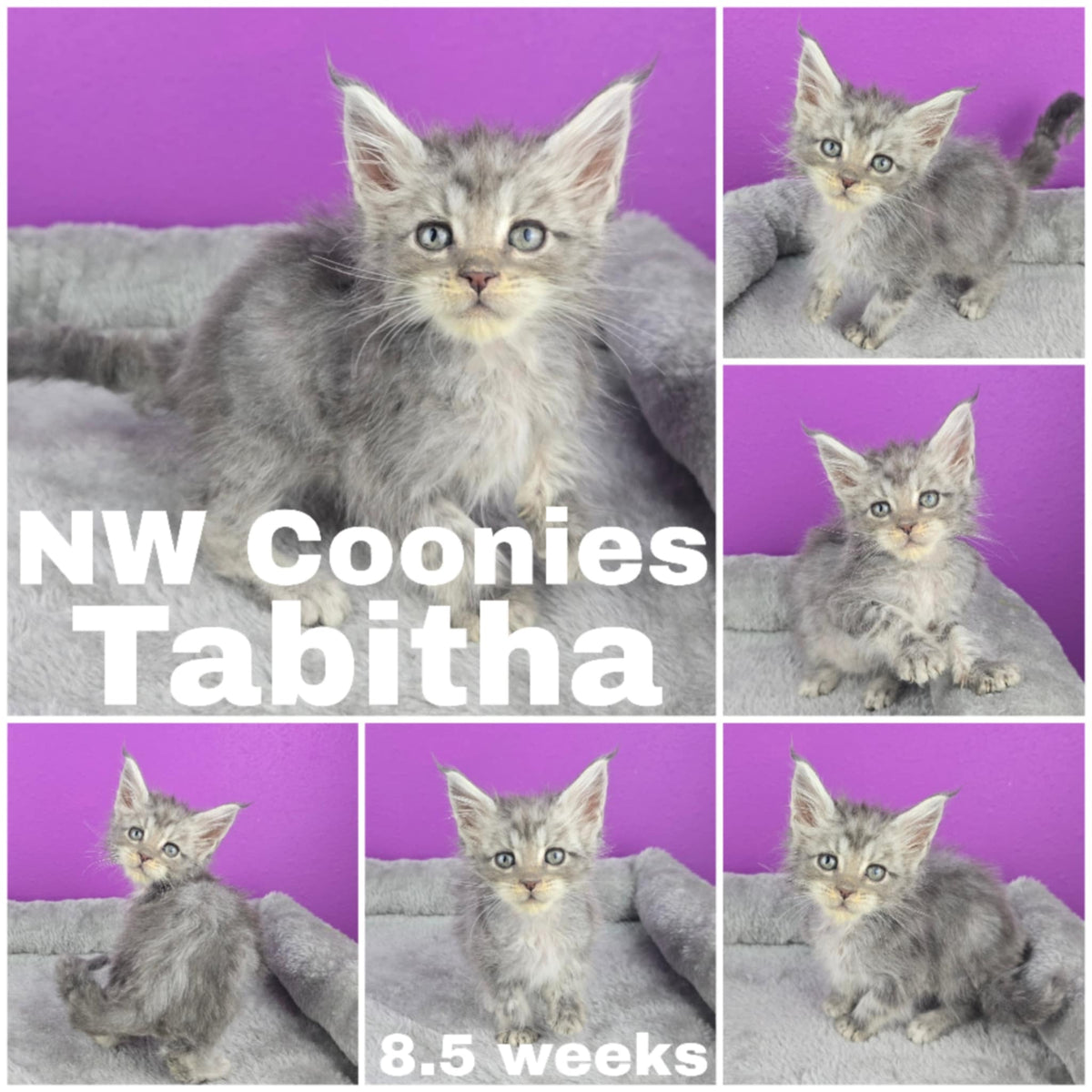 NW Coonies Tabitha
