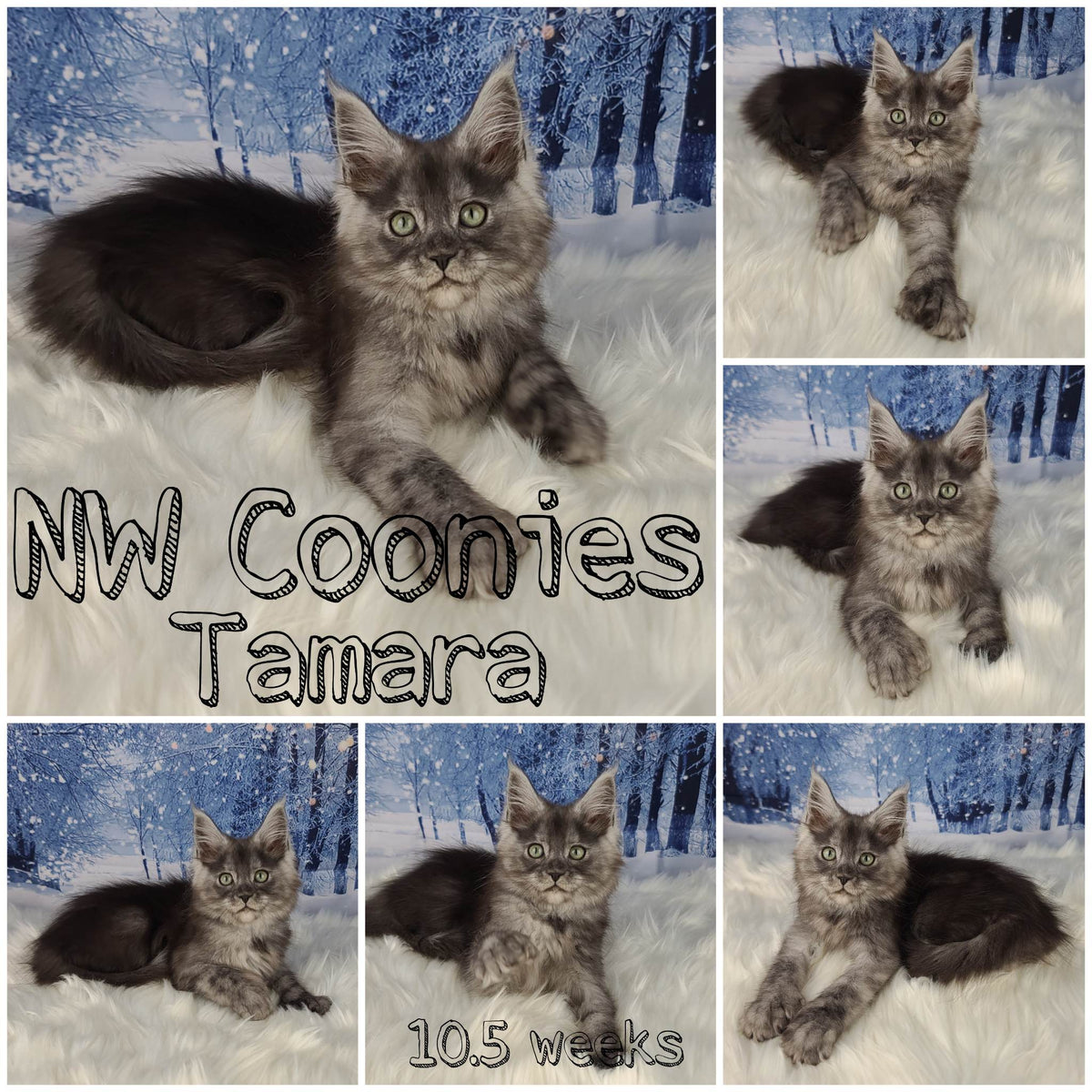 NW Coonies Tamara