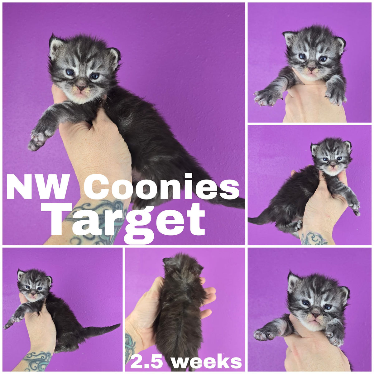 NW Coonies Target