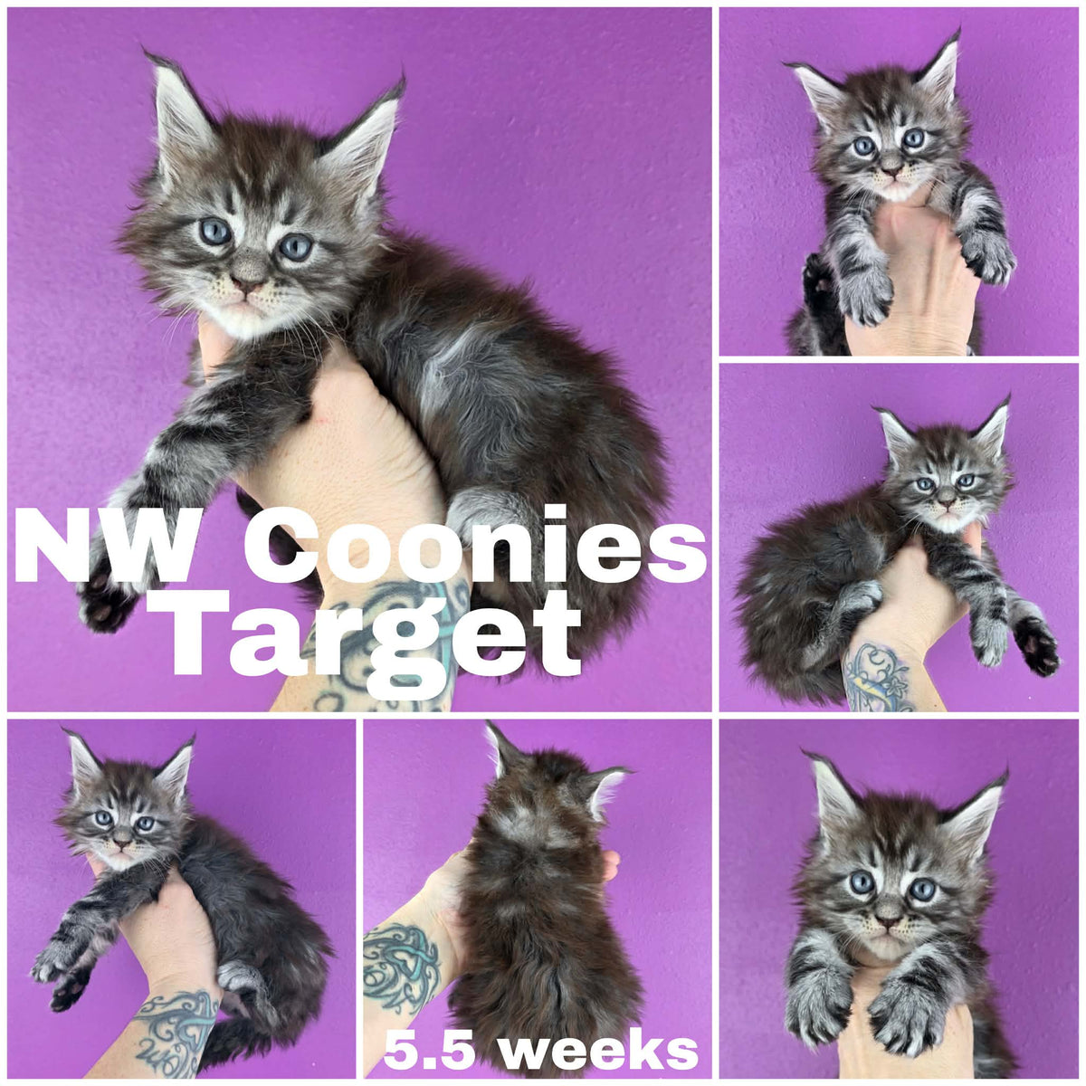 NW Coonies Target