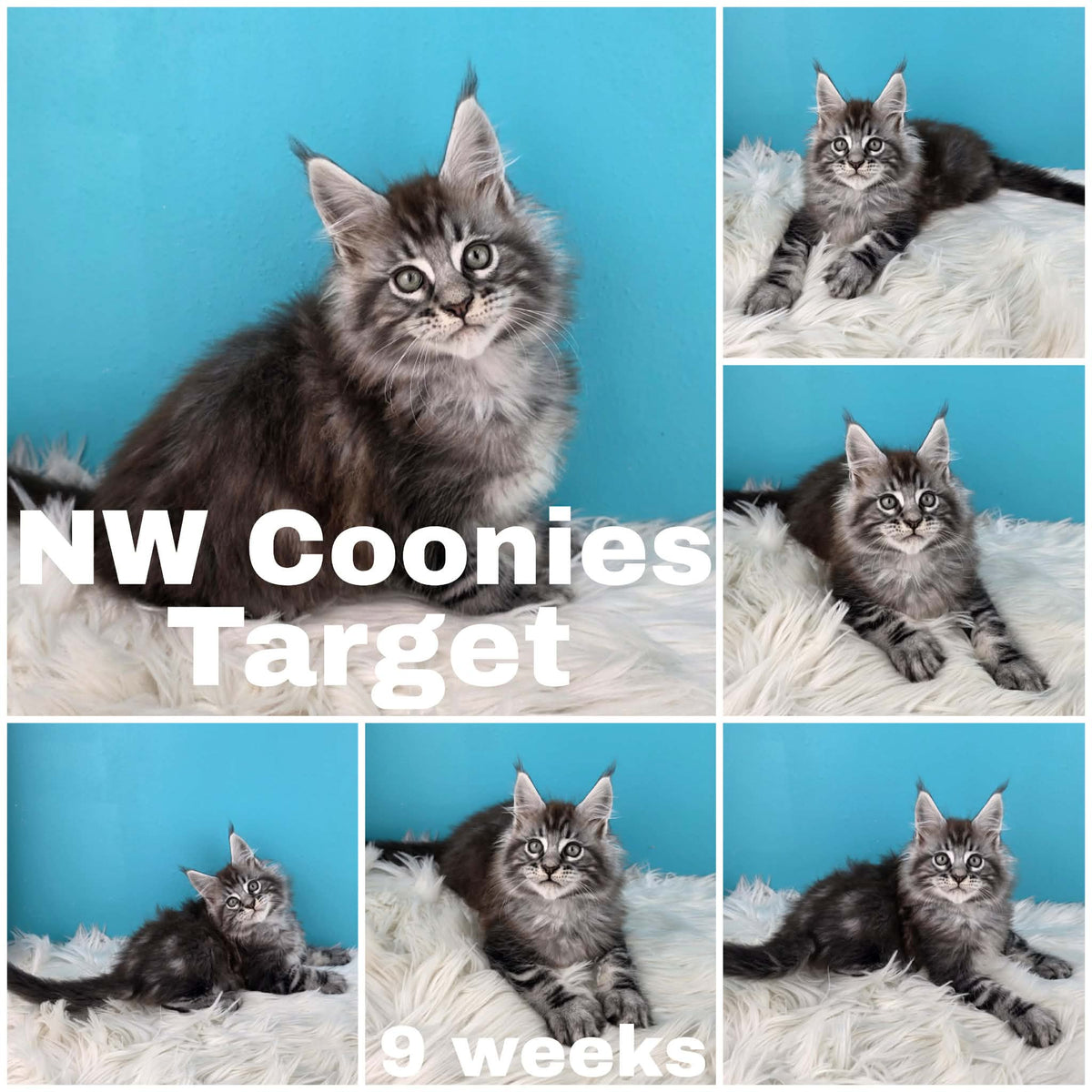 NW Coonies Target
