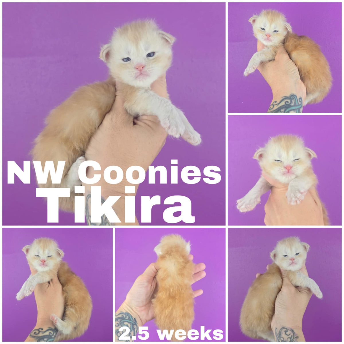 NW Coonies Tikira