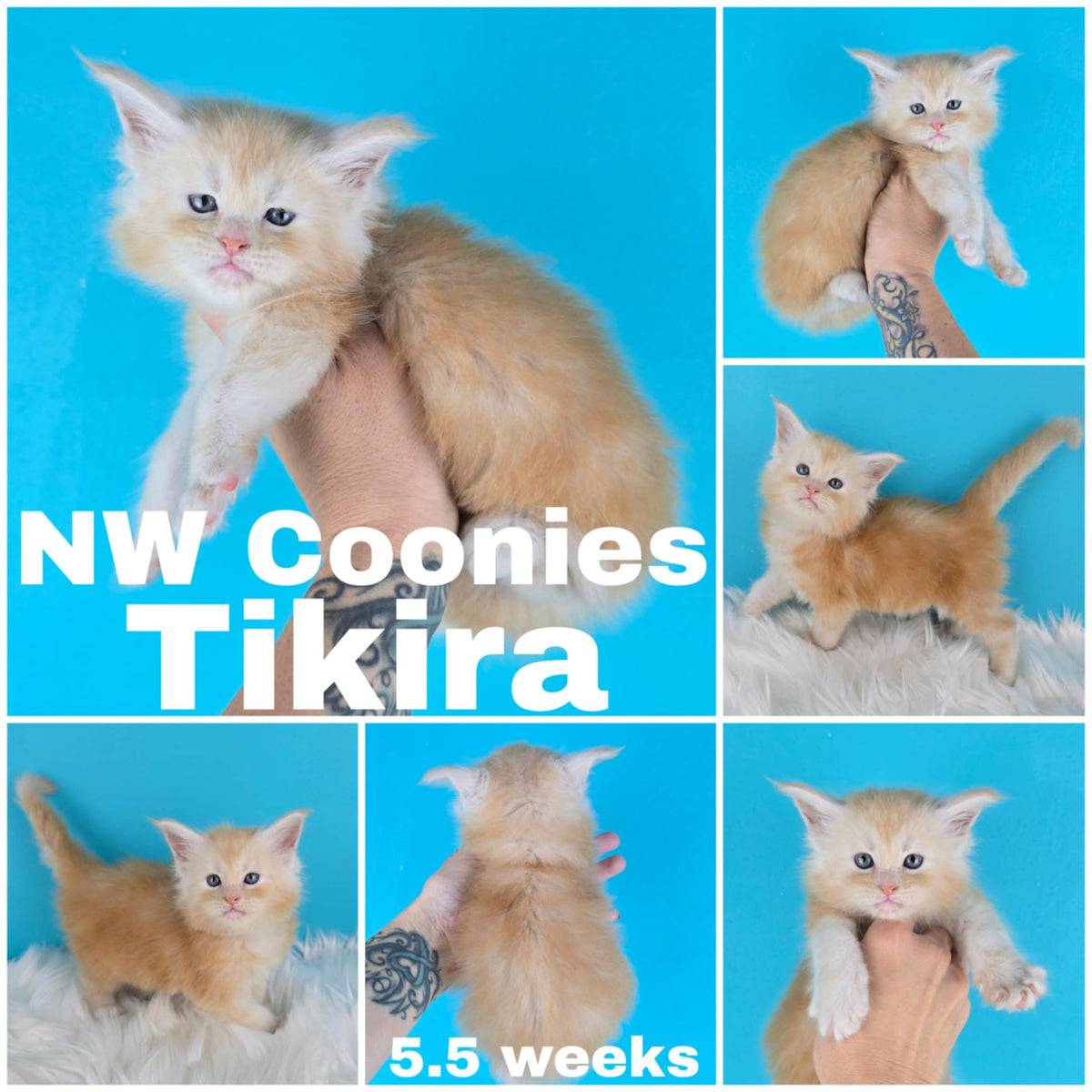 NW Coonies Tikira