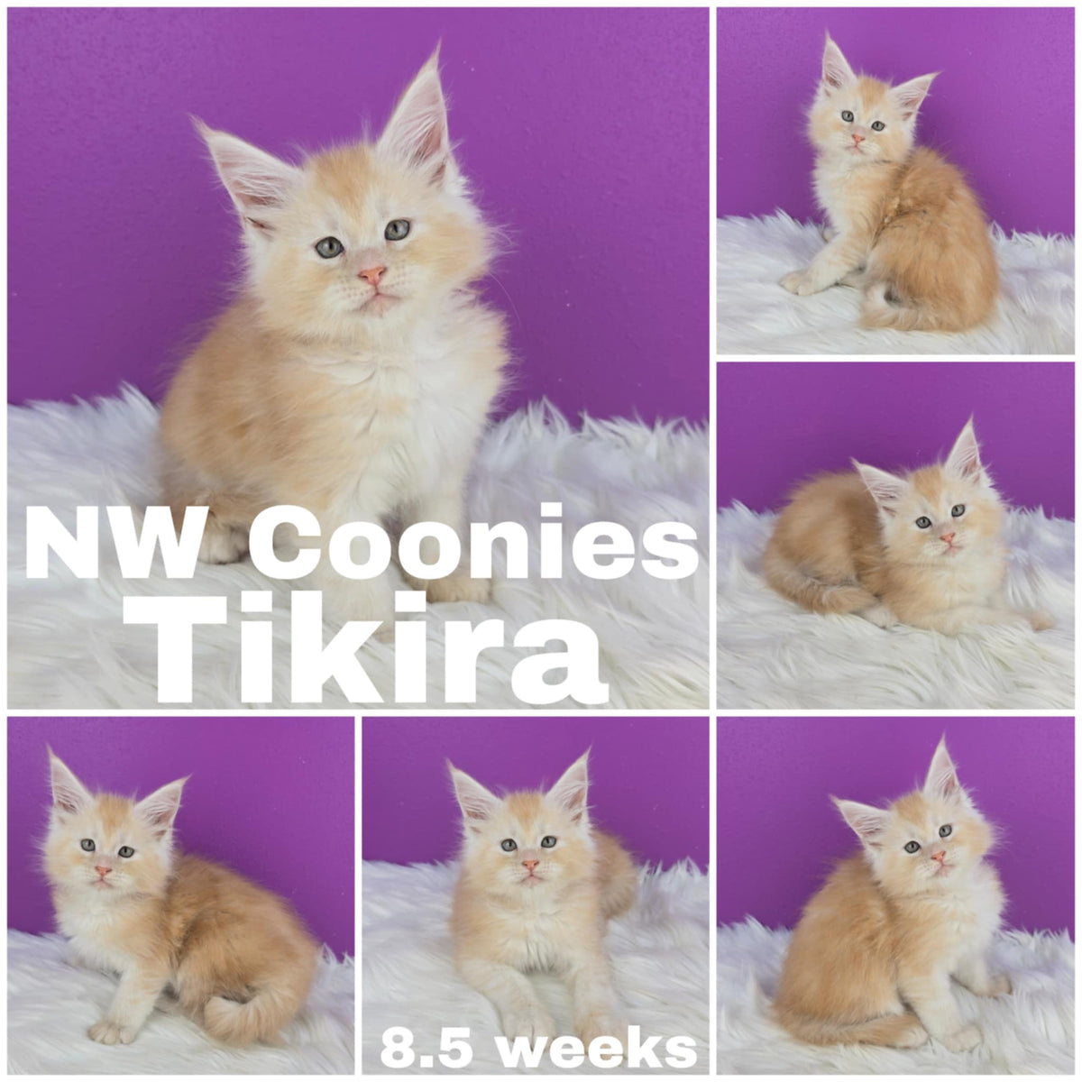 NW Coonies Tikira