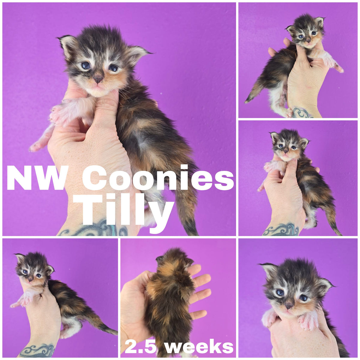 NW Coonies Tilly