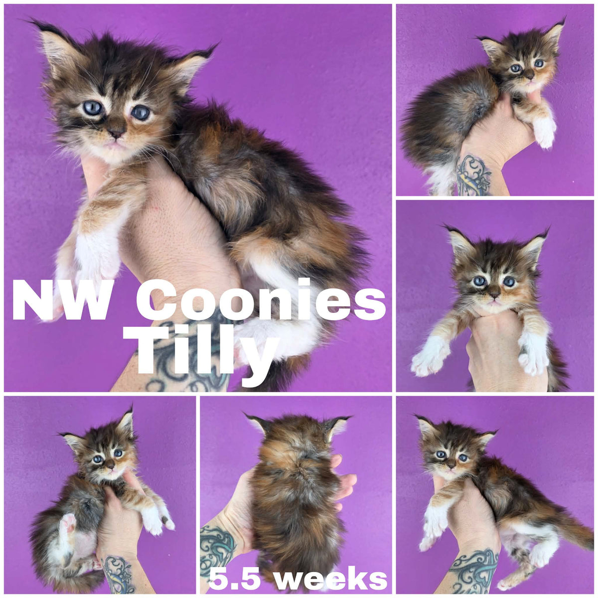 NW Coonies Tilly