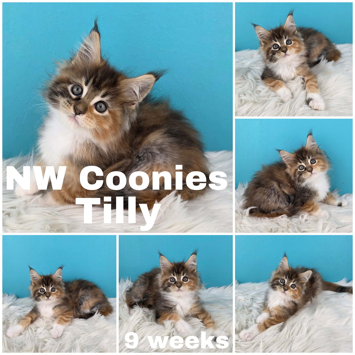NW Coonies Tilly