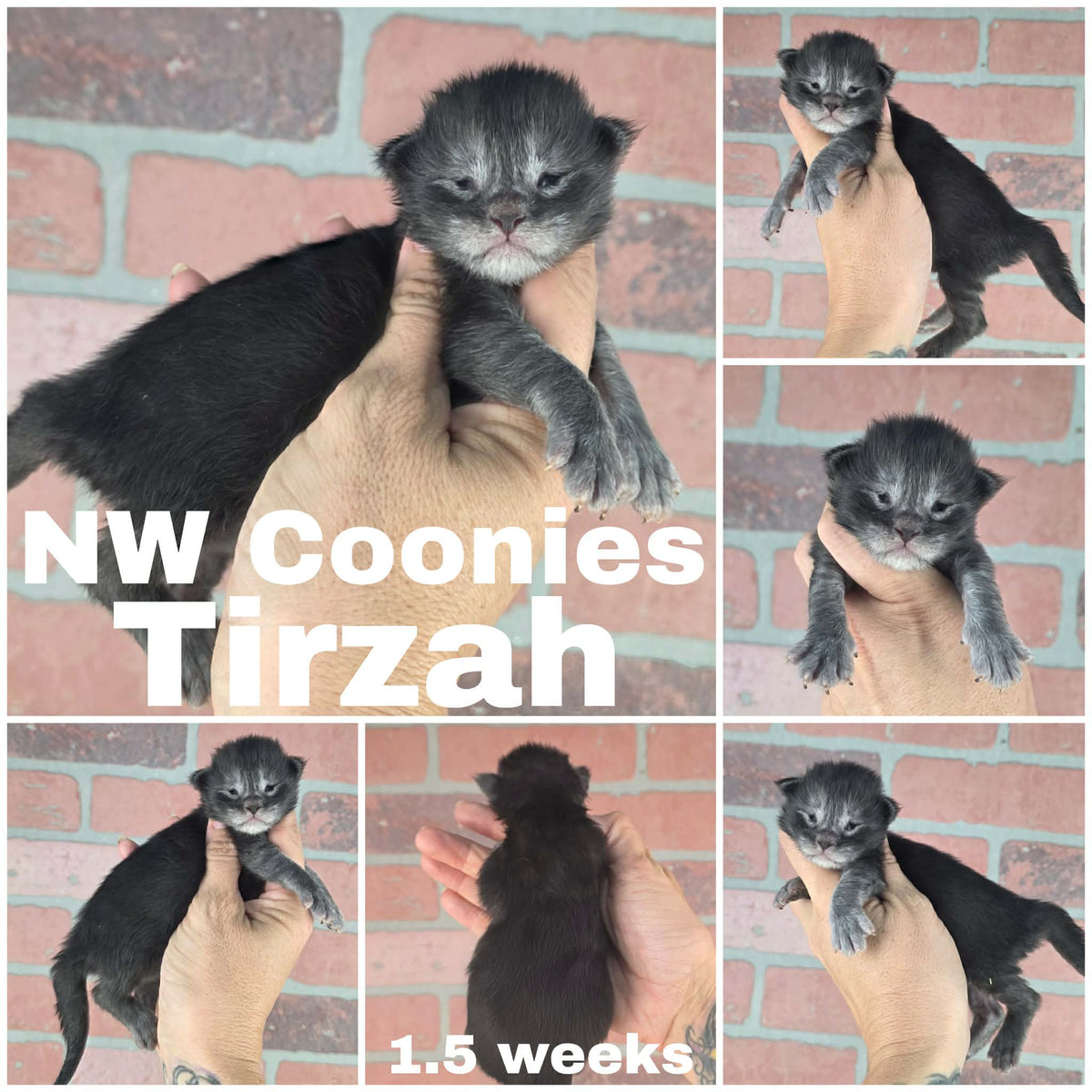 NW Coonies Tirzah