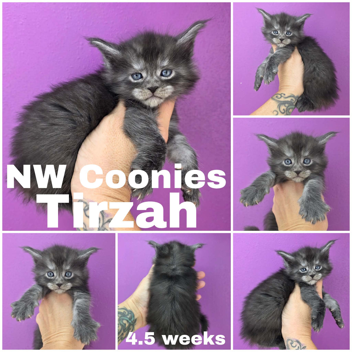 NW Coonies Tirzah