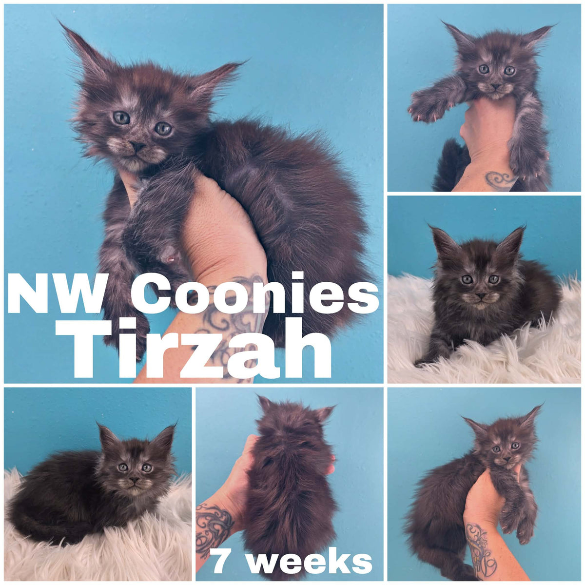 NW Coonies Tirzah