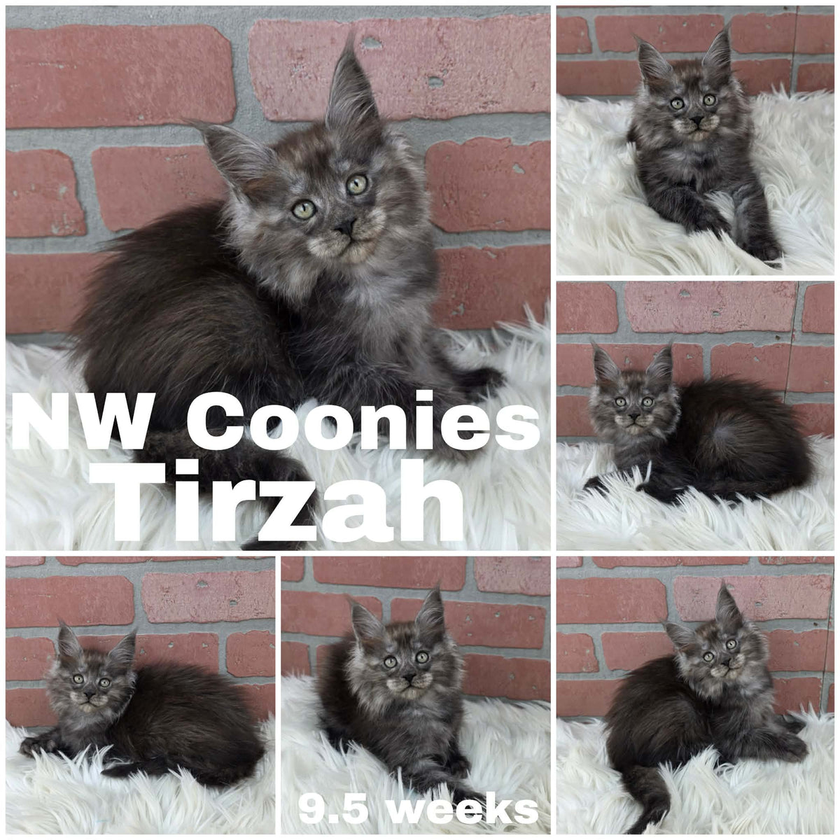 NW Coonies Tirzah