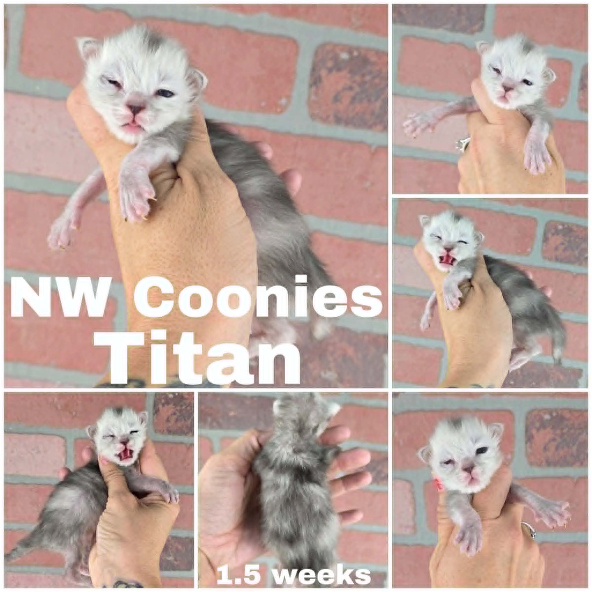 NW Coonies Titan