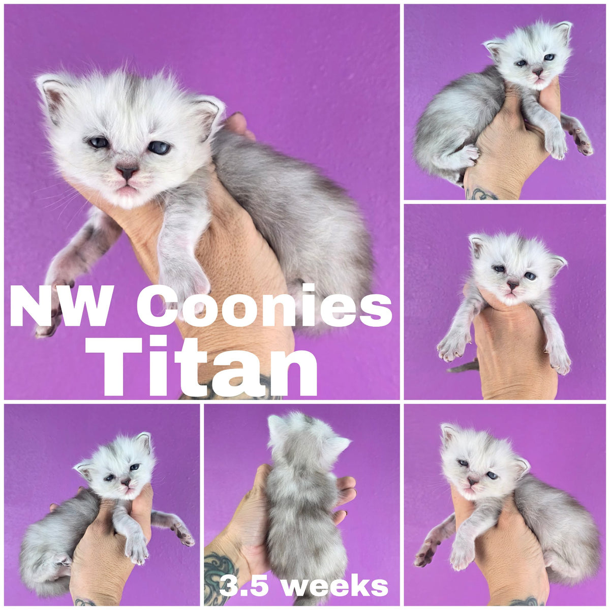 NW Coonies Titan