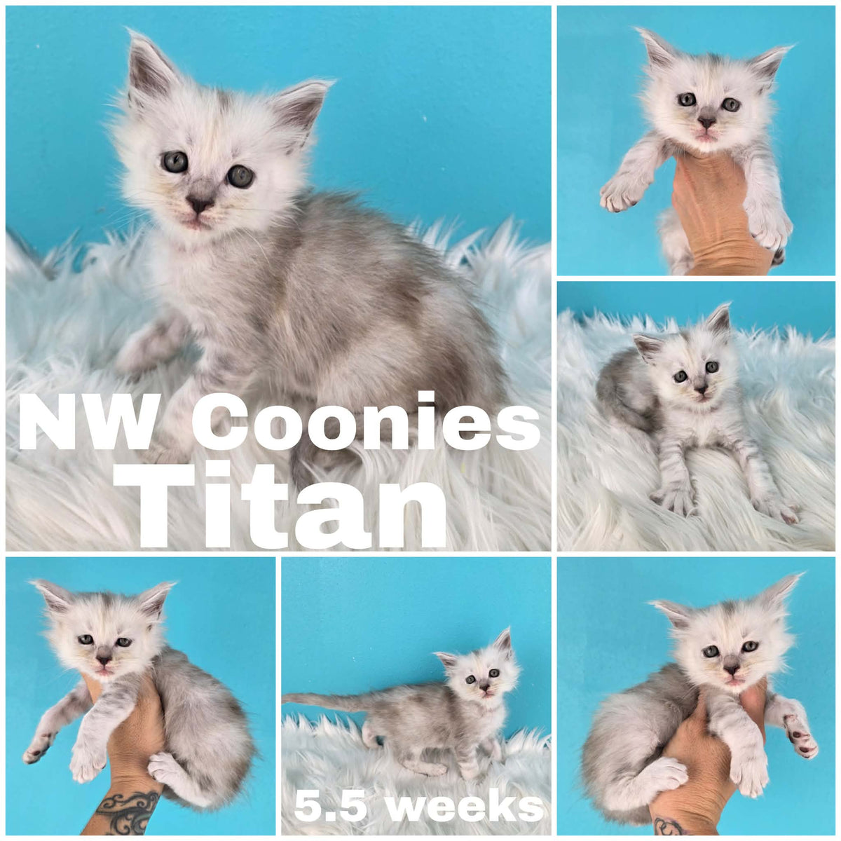 NW Coonies Titan