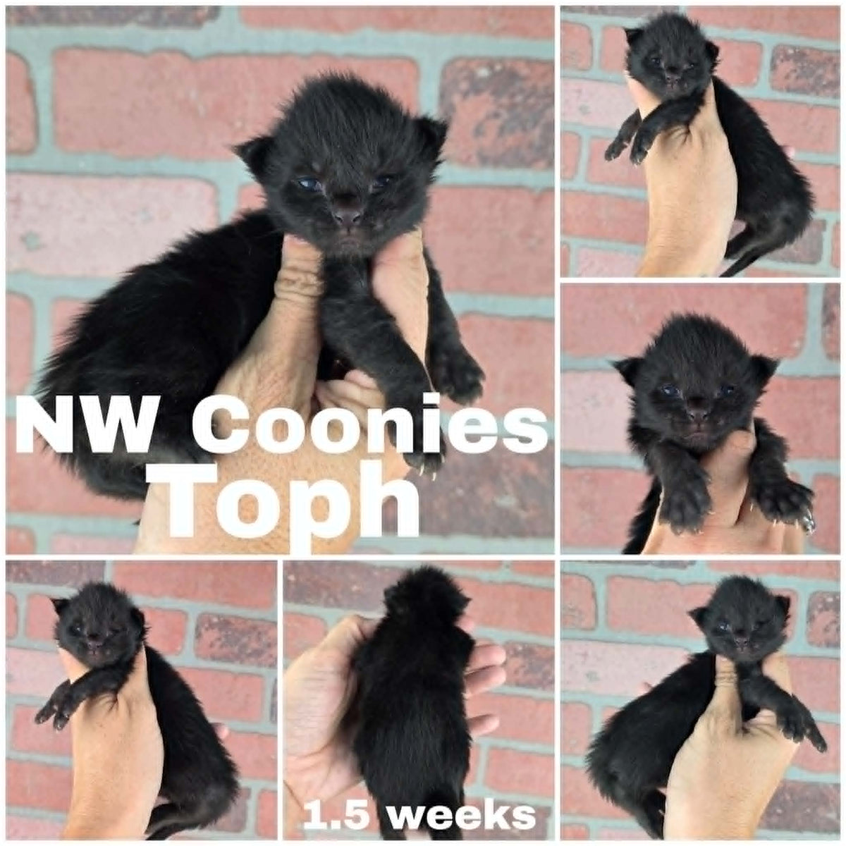 NW Coonies Toph