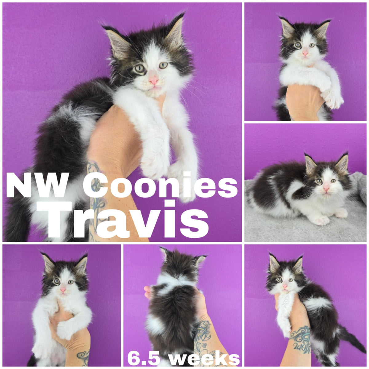 NW Coonies Travis