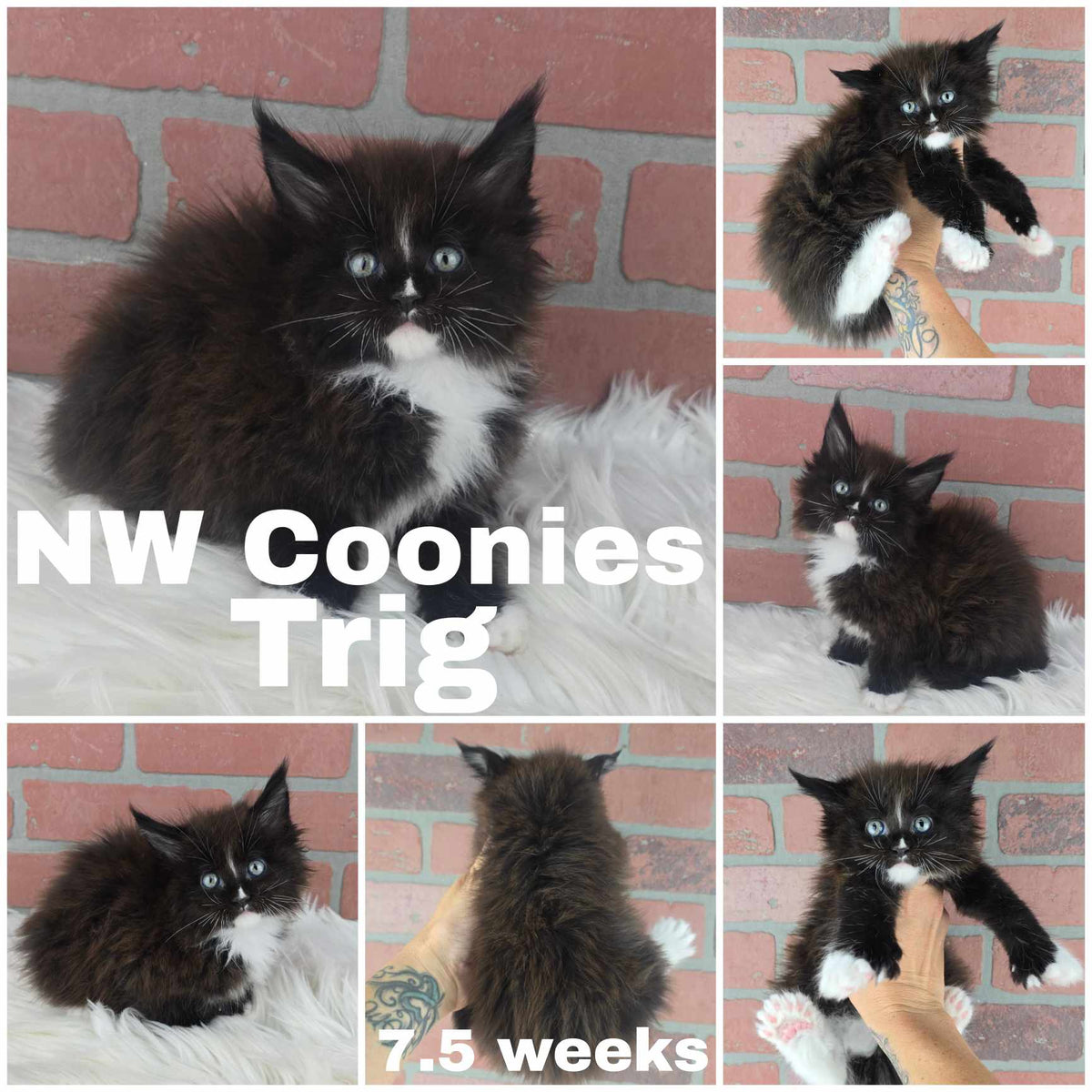 NW Coonies Trig