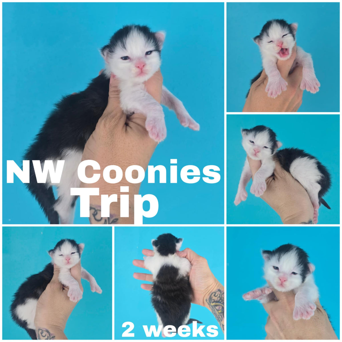 NW Coonies Trip