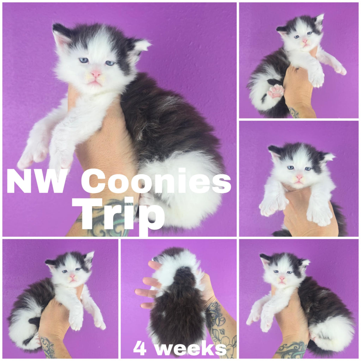 NW Coonies Trip