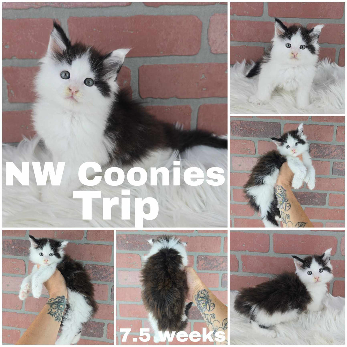 NW Coonies Trip