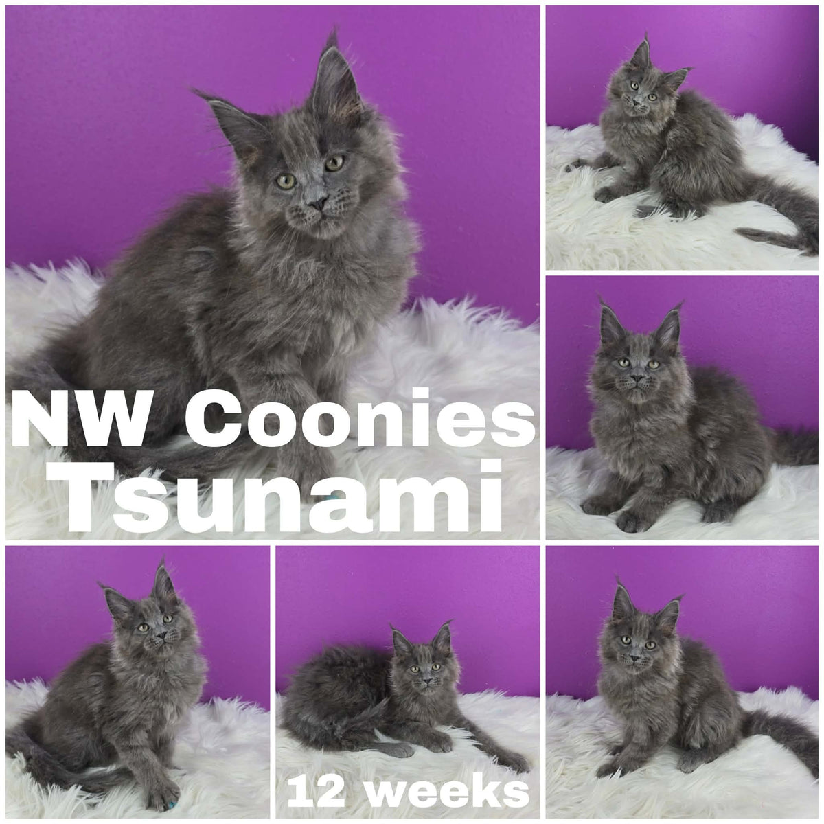 NW Coonies Tsunami