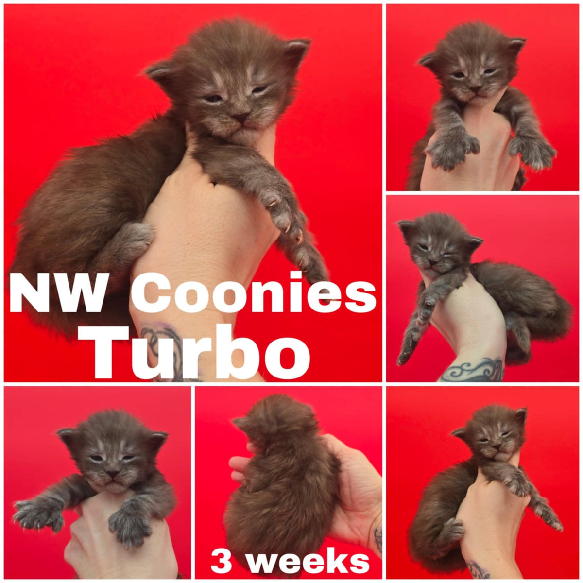 NW Coonies Turbo