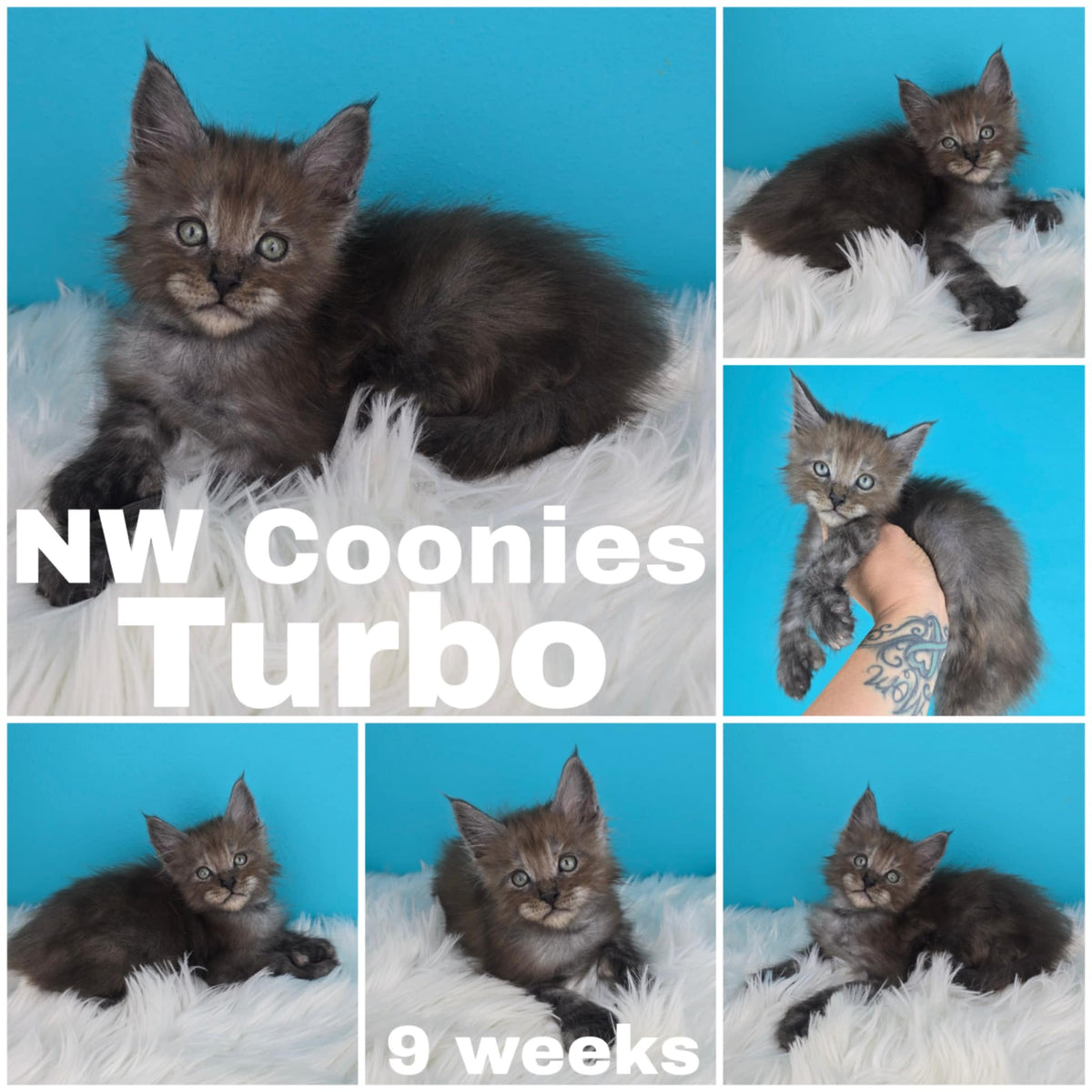 NW Coonies Turbo