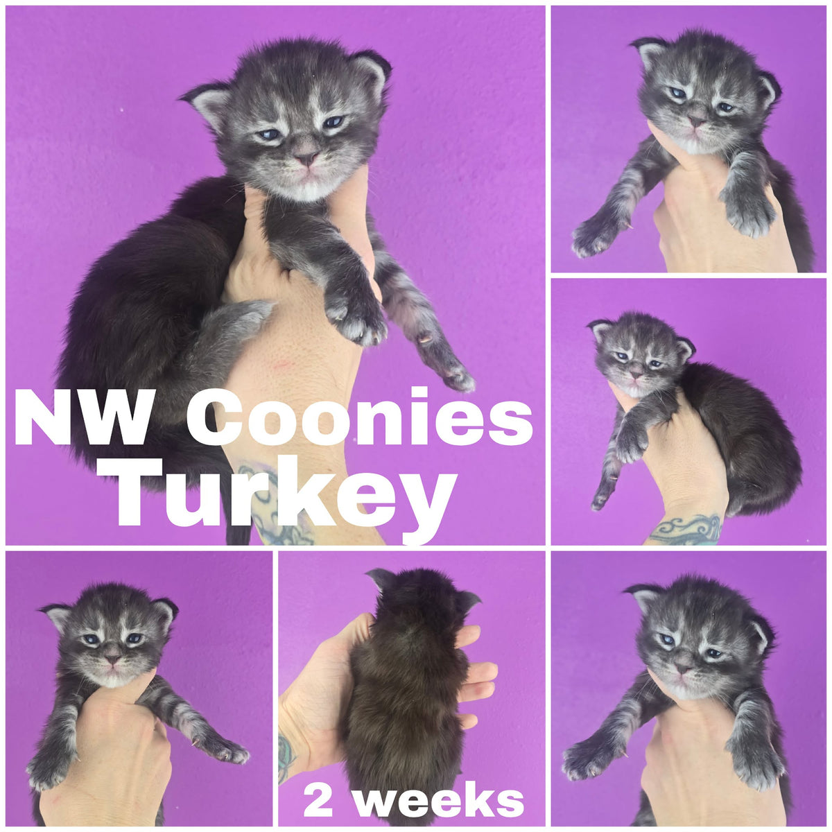 NW Coonies Turkey