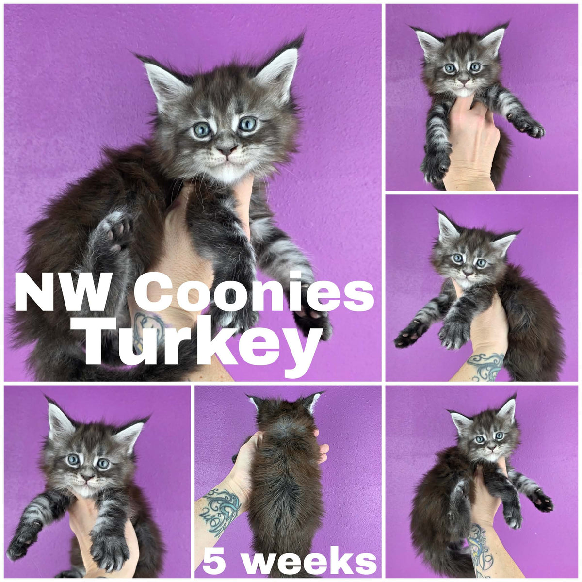 NW Coonies Turkey