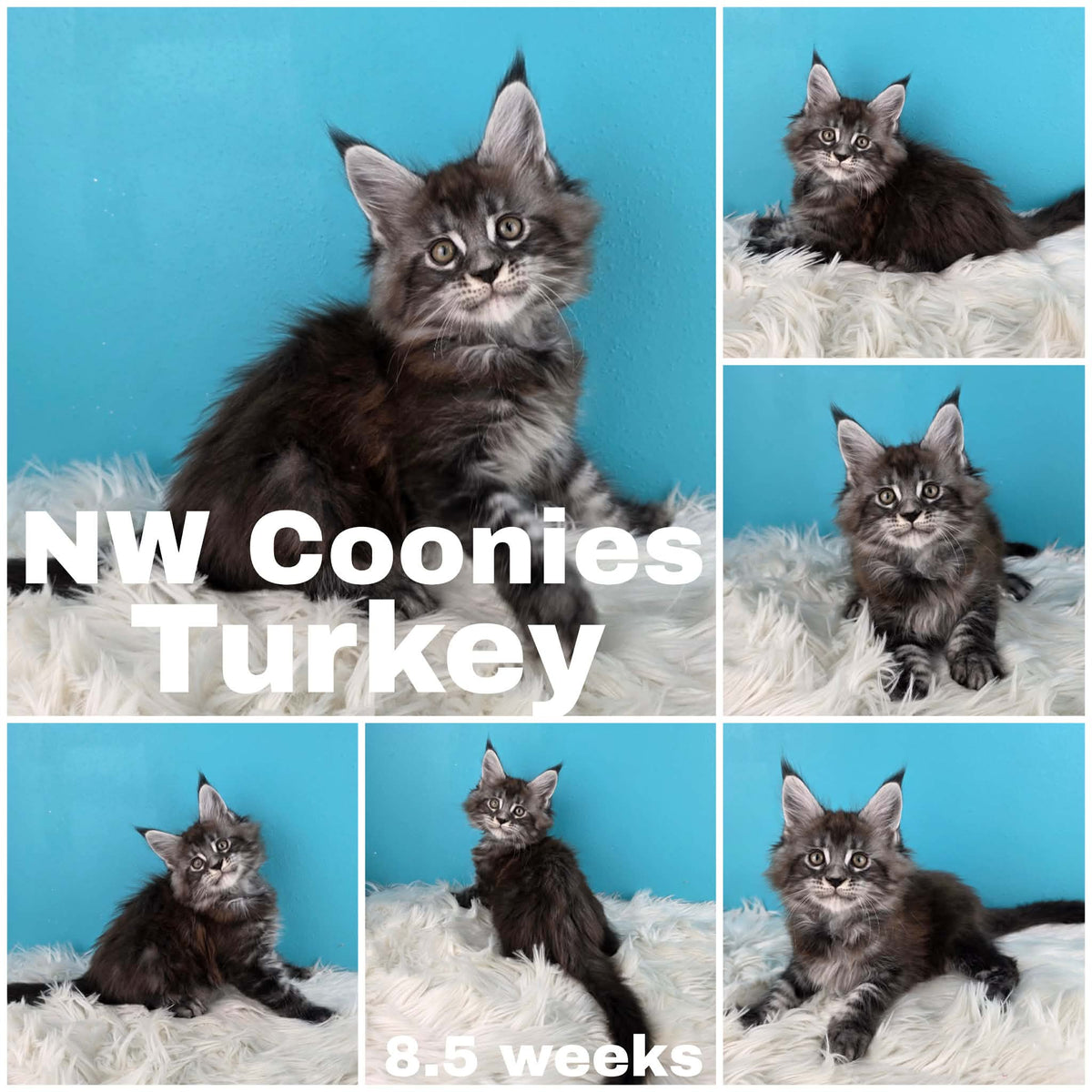 NW Coonies Turkey