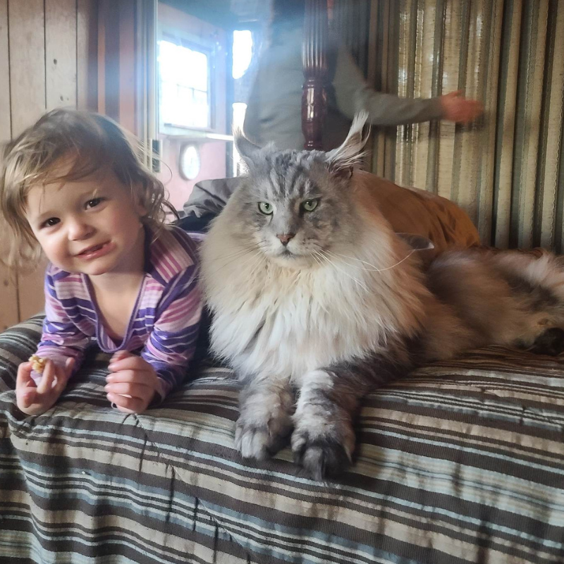 Adorable young child and an impressively large silver Maine Coon cat resting together indoors