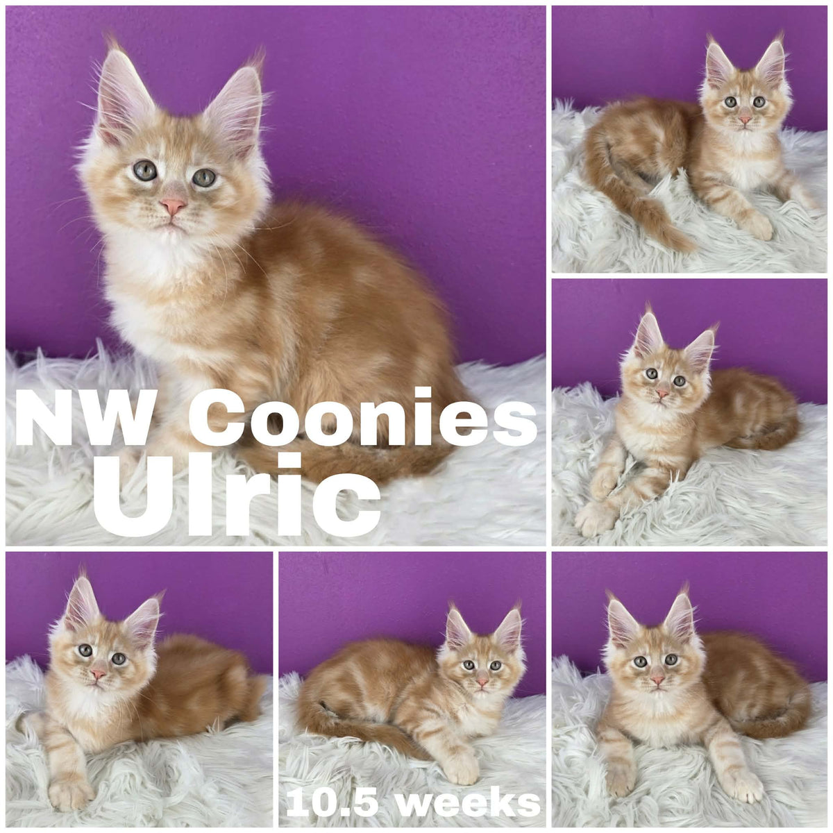 NW Coonies Ulric