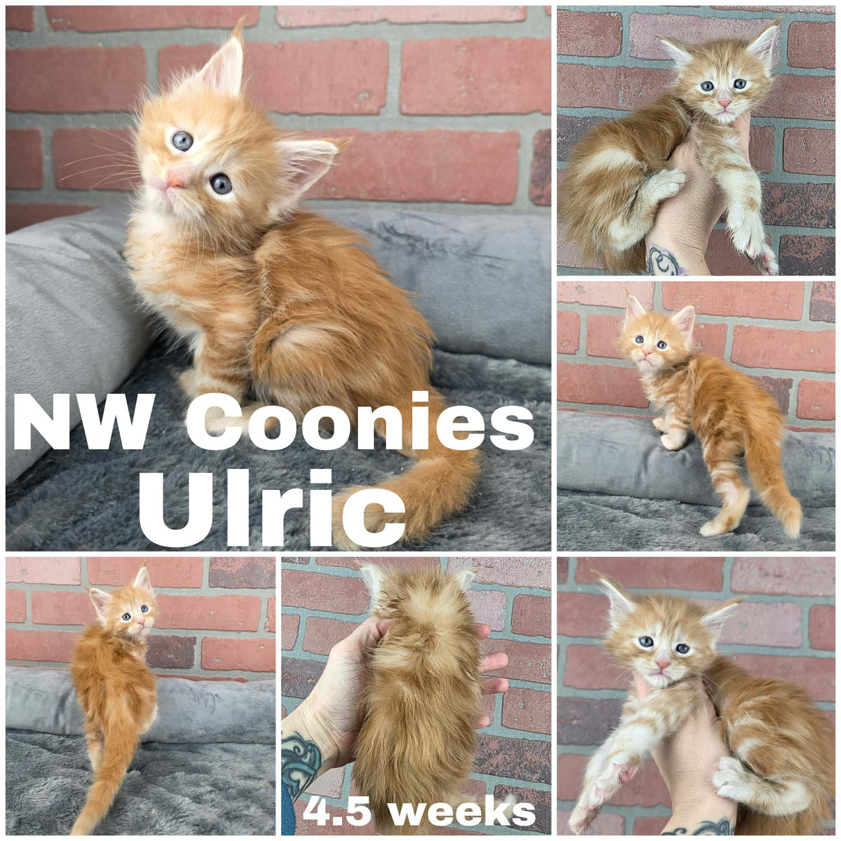NW Coonies Ulric