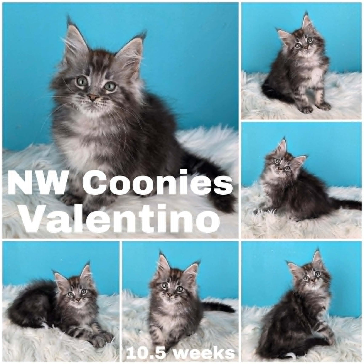 NW Coonies Valentino