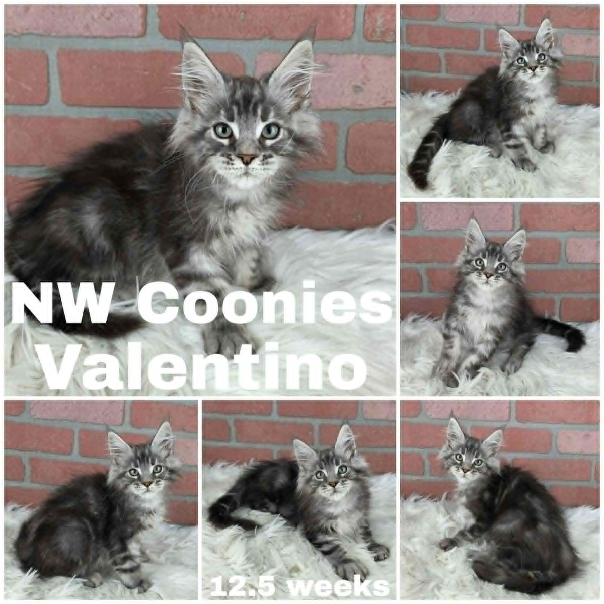 NW Coonies Valentino