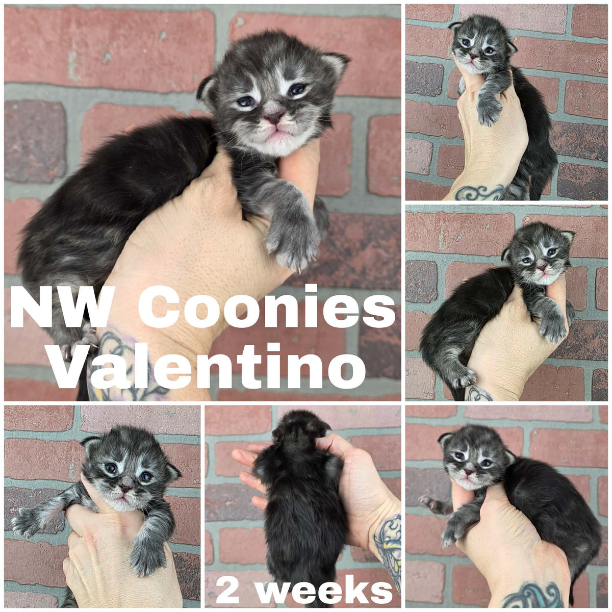 NW Coonies Valentino