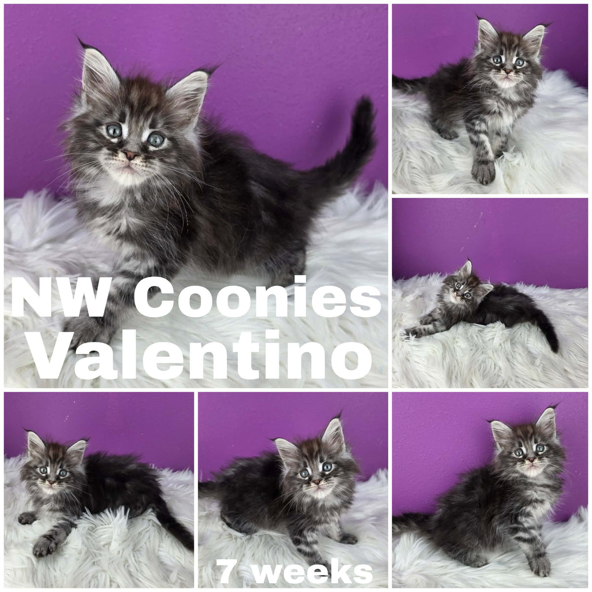NW Coonies Valentino