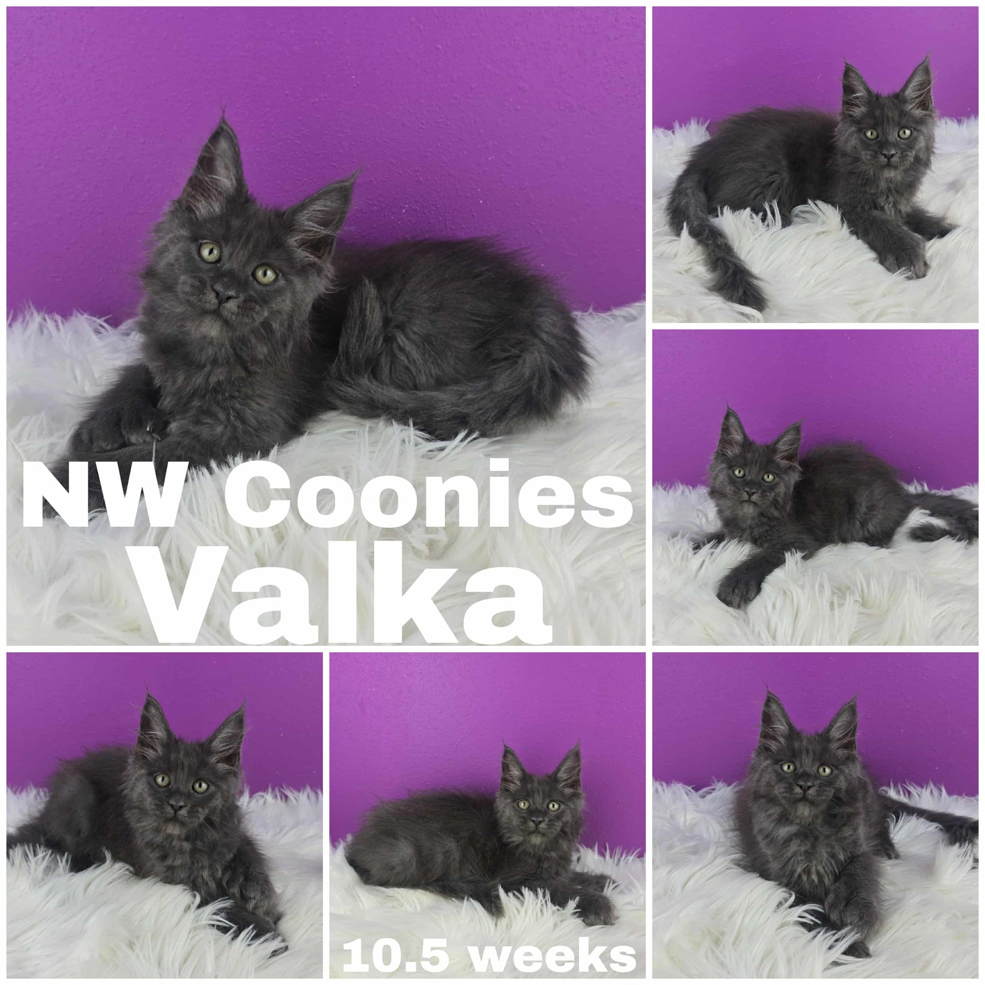 Six portraits of a dark gray Maine Coon kitten with tufted ears, named Valka, featured in a grid with the text "NW Coonies Valka" and "10.5 weeks