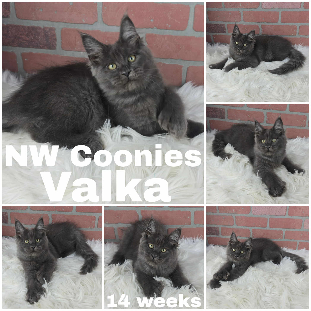 Photo grid featuring the 14-week-old Maine Coon kitten Valka (likely a solid blue or black smoke color) with yellow-green eyes, resting on a white faux-fur blanket in various poses.