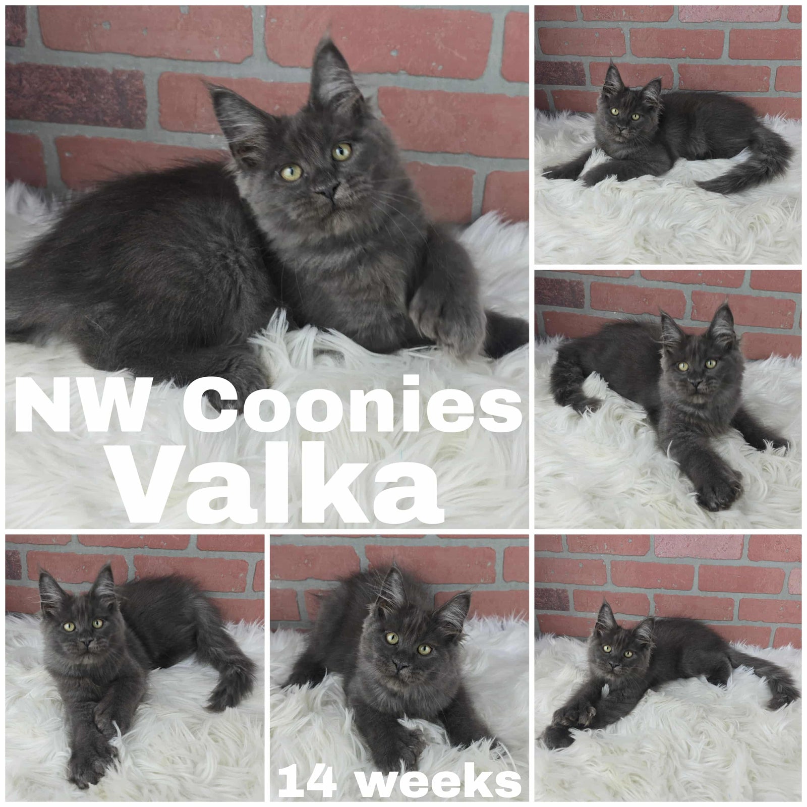 Photo grid featuring the 14-week-old Maine Coon kitten Valka (likely a solid blue or black smoke color) with yellow-green eyes, resting on a white faux-fur blanket in various poses.