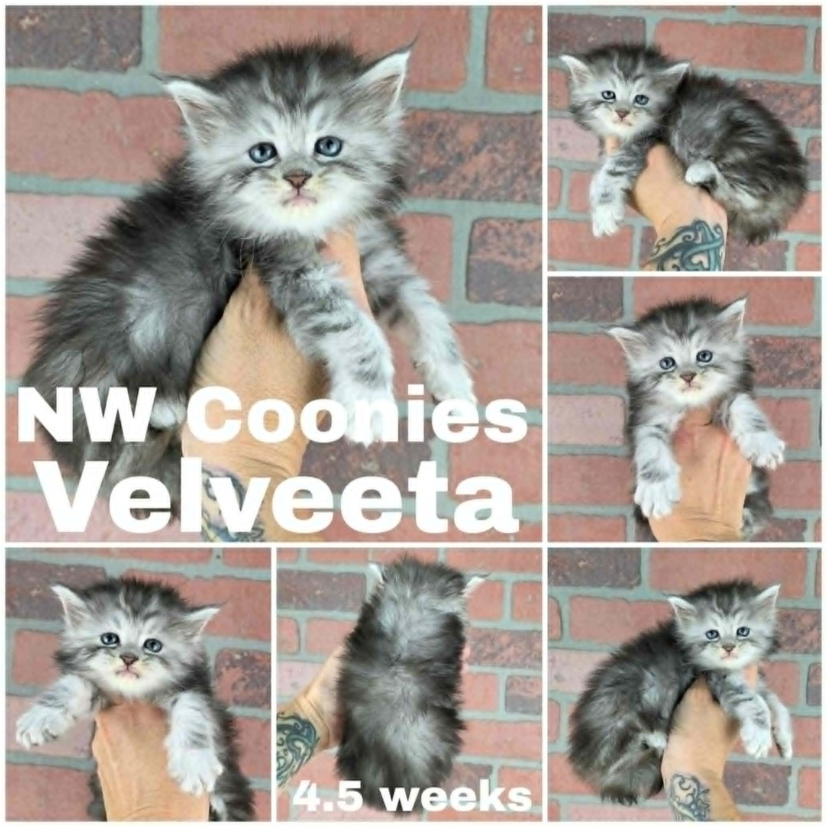 NW Coonies Velveeta