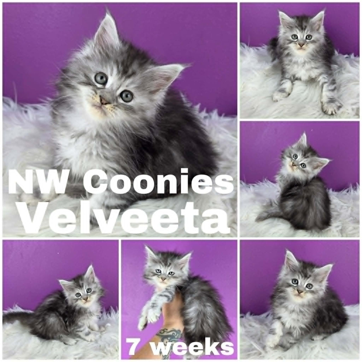 NW Coonies Velveeta