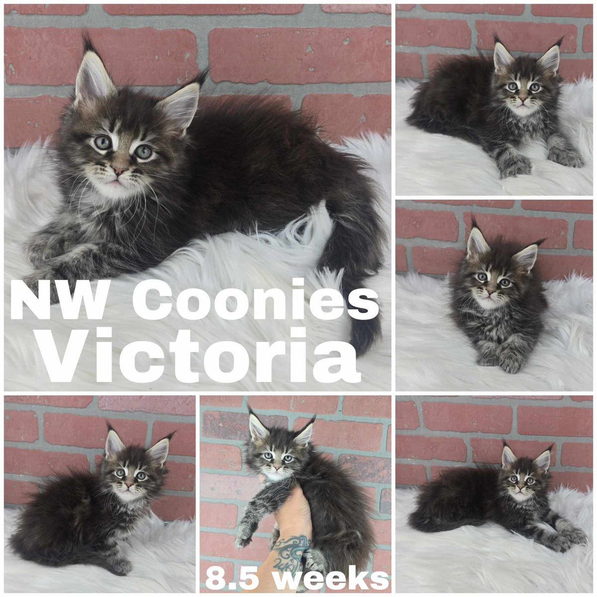 NW Coonies Victoria